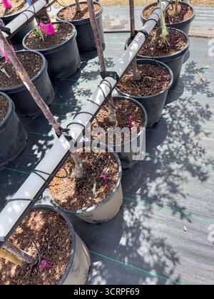 Primo piano di vasi da vivaio neri con alberelli Foto Stock