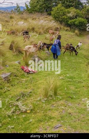 Una donna contadina che gestiva le sue capre la mattina presto, in una prateria nelle alte montagne andine orientali del centro del paese. Foto Stock