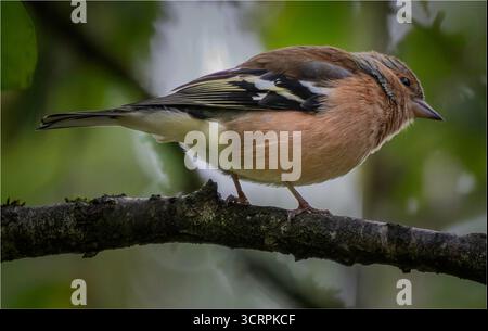 Chaffinch comune (Fringilla coelebs) arroccato su un ramo d'albero, mostra un piumaggio colorato su uno sfondo verde naturale. Foto Stock