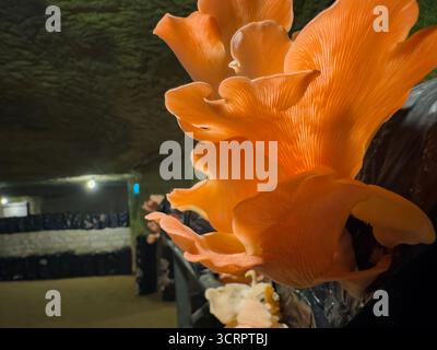 Funghi di ostriche, che crescono in ambienti chiusi, con sacchi neri e illuminazione artificiale sullo sfondo Foto Stock