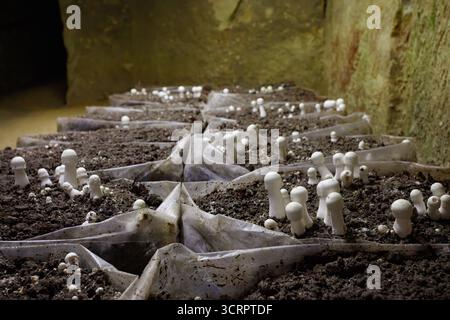 In una grotta sotterranea di funghi, i funghi in sacchi emergono dalla terra ricca, illuminati dolcemente Foto Stock