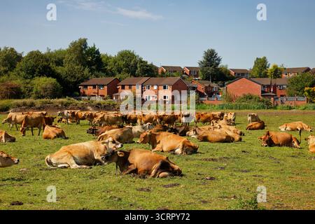 Una mandria di mucche che si stendono sul davanti, in piedi sul retro con case sullo sfondo, Bury, Greater Manchester. Foto Stock