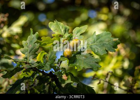 Un primo piano di ghiande maturate su una quercia in autunno Foto Stock
