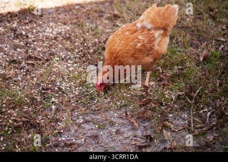 Pollo marrone chiaro che si nutre di avena arrotolata! Foto Stock