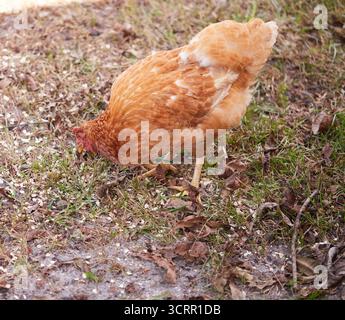 Pollo marrone chiaro che si nutre di avena arrotolata! Foto Stock