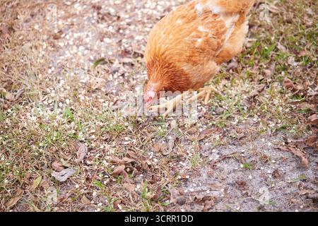 Pollo marrone chiaro che si nutre di avena arrotolata! Foto Stock