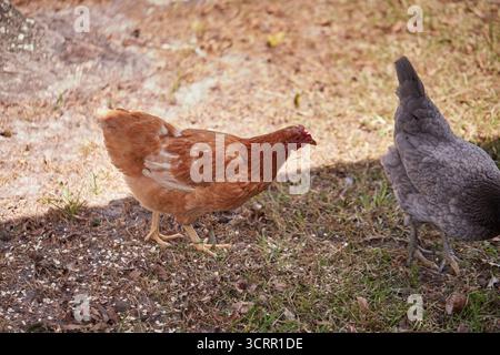 Pollo marrone chiaro che si nutre di avena arrotolata! Foto Stock