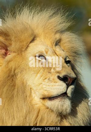 Leone bianco bianco asiatico maschile (Panthera leo leo), ritratto della testa vista ravvicinata, con luce del tramonto Foto Stock