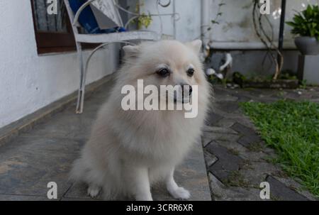 Un soffice cane bianco della Pomerania o tedesco Spitz siede su un patio in pietra in un giardino sul retro, guardando verso la fotocamera con un'espressione delicata. Foto Stock