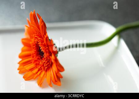 A romantic Gerbera Daisy flower. Closeup photo that shows the detailed beauty. Perfect for a wallpaper, a wellness or ambiant lifestyle environment Foto Stock
