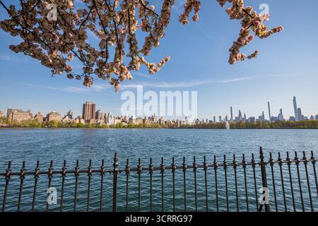 Fioritura di alberi di ciliegio a Central Park, Jackie Onassis, New York City Foto Stock