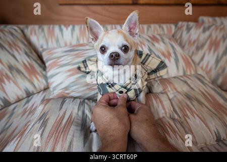 Chihuahua vestita con un elegante vestito a quadri da mani umane. Foto Stock