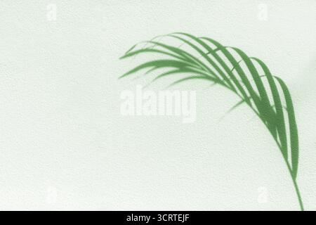 Sfondo bianco testurizzato con ombra di foglie di palma, silhouette di foglie tropicali, decorazione di rami di piante, motivo floreale, fogliame, arte estate natura Foto Stock