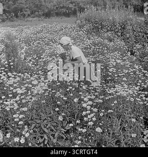Una fotografia d'archivio senza tempo in bianco e nero degli anni '1970 mostra una donna anziana nella campagna vicino a Sloviansk, RSS Ucraina. Indossando un abito semplice e un tradizionale velo (platok), la donna si piega, raccogliendo fiori selvatici in un vasto campo di margherite o camomilla. Questa commovente e suggestiva immagine cattura l'essenza della vita rurale, la connessione con la terra e la duratura semplicità delle routine quotidiane nell'era sovietica Foto Stock