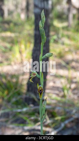 Orchidea della barba viola (Calochilus robertsonii) vista a Bobbin Head, NSW, Australia Foto Stock