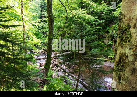 Ruscello della foresta circondato da conifere e alberi decidui vicino alla cascata Mendel nel Parco Nazionale di Sochi, Russia. Foto Stock