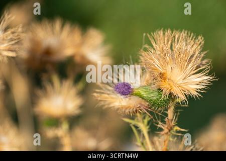 Foto macro di vibranti fiori di cardo viola con gambi verdi spioventi, che mostrano una texture dettagliata e una bellezza naturale su un morbido sfondo sfocato Foto Stock