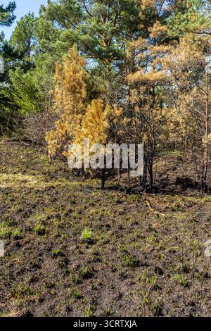 Gli alberi anneriti contrastano con una nuova e vibrante crescita mentre la natura inizia a guarire dopo un recente incendio, mostrando la resilienza dell'ambiente in un f Foto Stock