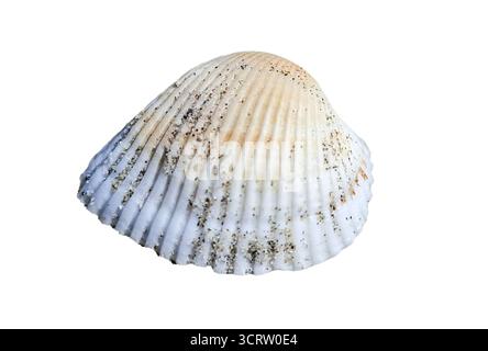 Seashell isolato su sfondo bianco Foto Stock