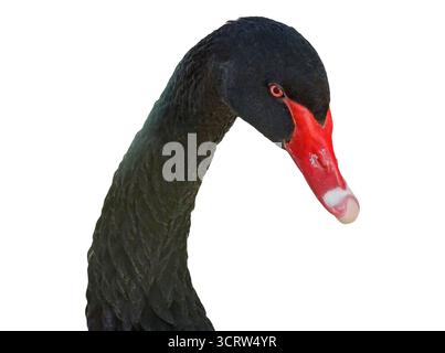 La testa di un cigno nero Foto Stock