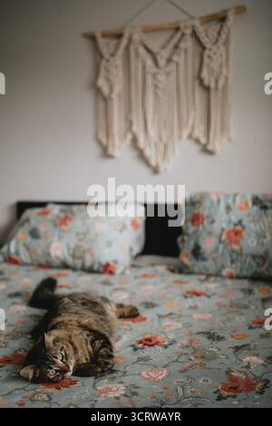Tabby Cat che riposa su un copriletto floreale nell'accogliente camera da letto Boho Foto Stock