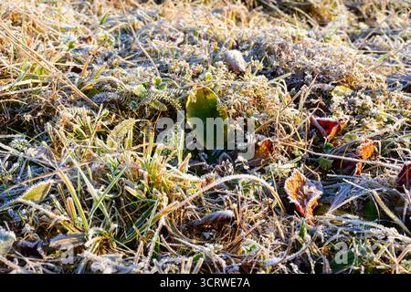 gelo a terra. foglie e erba nel primo hoarfrost. immagine ravvicinata. freddo di novembre in una mattina di sole Foto Stock