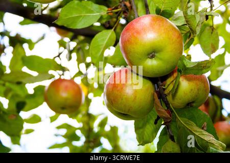 mela melrose appesa al ramo con foglie. frutta biologica matura dolce sull'albero. raccolta rurale autunnale su sfondo verde di fogliame sfocato in Foto Stock