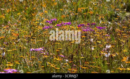 Primo piano di un campo colorato pieno di diversi fiori selvatici illuminati da dietro con i loro petali che brillano alla luce del sole Foto Stock