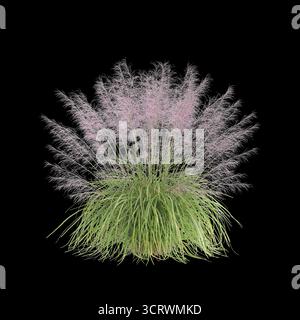 Illustrazione 3d dell'erba Bush Muhly isolata su sfondo nero Foto Stock