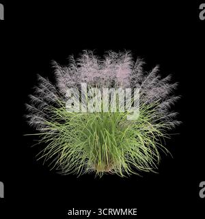 Illustrazione 3d dell'erba Bush Muhly isolata su sfondo nero Foto Stock