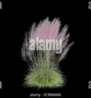 Illustrazione 3d dell'erba Bush Muhly isolata su sfondo nero Foto Stock