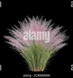 Illustrazione 3d dell'erba Bush Muhly isolata su sfondo nero Foto Stock
