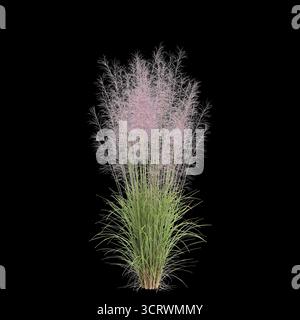 Illustrazione 3d dell'erba Bush Muhly isolata su sfondo nero Foto Stock