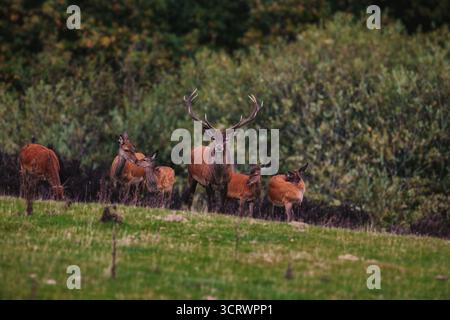 Un potente cervo rosso con imponenti palchi si erge orgogliosamente tra un gruppo di hindi in un lussureggiante prato verde, adagiato su uno sfondo di fitti boschi Foto Stock