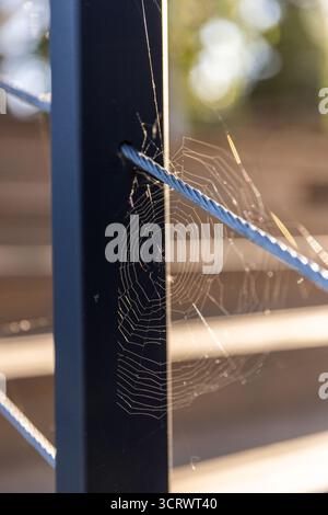 Un'intricata rete di ragno cattura la luce del sole, brillando splendidamente su una ringhiera nera in metallo. L'architettura dettagliata del Web contrasta con l'smo Foto Stock