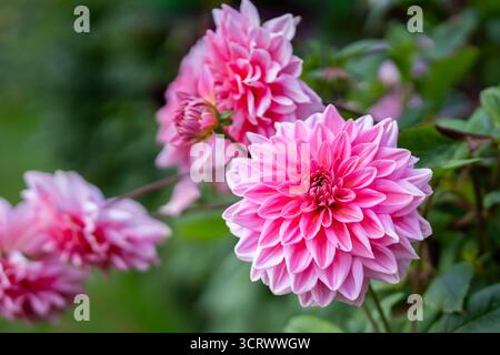 Piatto rosa dahlia "otto's Thrill" in fiore. Primo piano di un singolo grande fiore rosa della cultivar dahlia "otto's Thrill". Foto Stock