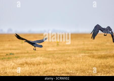 corvi che volano sopra un campo agricolo Foto Stock
