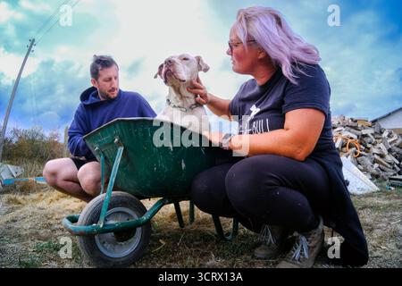Bulgaria 3 ottobre 2025 ; cani da combattimento Eva è stata scaricata dopo la sua carriera di combattimento cane in questo storico sport di sangue, ha finito incontra Eva ha bisogno di tutto il nostro aiuto lei vive quotidianamente su antidolorifici ma ha una casa amorevole ora a Love Pawz Animal Rescue situato in Bulgaria i suoi lavori quotidiani sono presi in un tumulo ruota tra le colline vicino al centro di soccorso Eva può solo camminare per brevi distanze sulle sue gambe Ecco perché lei cavalca su una ruota spinta con autista barrow. Eva ha bisogno di una speciale sedia a pressione per il suo autista Pip Noel per spingere e poi sarà in grado di fare passeggiate più lunghe. La ruota barrow a effettua il cambio A. Foto Stock
