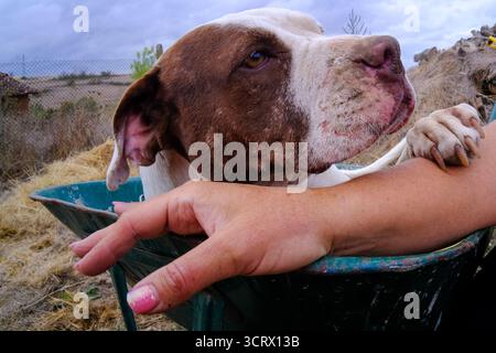 Bulgaria 3 ottobre 2025 ; cani da combattimento Eva è stata scaricata dopo la sua carriera di combattimento cane in questo storico sport di sangue, ha finito incontra Eva ha bisogno di tutto il nostro aiuto lei vive quotidianamente su antidolorifici ma ha una casa amorevole ora a Love Pawz Animal Rescue situato in Bulgaria i suoi lavori quotidiani sono presi in un tumulo ruota tra le colline vicino al centro di soccorso Eva può solo camminare per brevi distanze sulle sue gambe Ecco perché lei cavalca su una ruota spinta con autista barrow. Eva ha bisogno di una speciale sedia a pressione per il suo autista Pip Noel per spingere e poi sarà in grado di fare passeggiate più lunghe. La ruota barrow a effettua il cambio A. Foto Stock