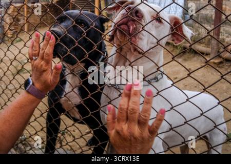 Bulgaria 3 ottobre 2025 ; cani da combattimento Eva è stata scaricata dopo la sua carriera di combattimento cane in questo storico sport di sangue, ha finito incontra Eva ha bisogno di tutto il nostro aiuto lei vive quotidianamente su antidolorifici ma ha una casa amorevole ora a Love Pawz Animal Rescue situato in Bulgaria i suoi lavori quotidiani sono presi in un tumulo ruota tra le colline vicino al centro di soccorso Eva può solo camminare per brevi distanze sulle sue gambe Ecco perché lei cavalca su una ruota spinta con autista barrow. Eva ha bisogno di una speciale sedia a pressione per il suo autista Pip Noel per spingere e poi sarà in grado di fare passeggiate più lunghe. La ruota barrow a effettua il cambio A. Foto Stock