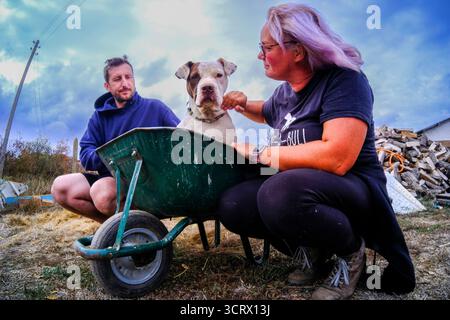 Bulgaria 3 ottobre 2025 ; cani da combattimento Eva è stata scaricata dopo la sua carriera di combattimento cane in questo storico sport di sangue, ha finito incontra Eva ha bisogno di tutto il nostro aiuto lei vive quotidianamente su antidolorifici ma ha una casa amorevole ora a Love Pawz Animal Rescue situato in Bulgaria i suoi lavori quotidiani sono presi in un tumulo ruota tra le colline vicino al centro di soccorso Eva può solo camminare per brevi distanze sulle sue gambe Ecco perché lei cavalca su una ruota spinta con autista barrow. Eva ha bisogno di una speciale sedia a pressione per il suo autista Pip Noel per spingere e poi sarà in grado di fare passeggiate più lunghe. La ruota barrow a effettua il cambio A. Foto Stock