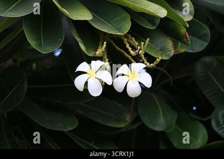 Fiori bianchi di Frangipani, noti anche con il loro nome botanico Plumeria. Foto Stock