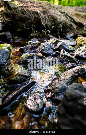 Un dolce ruscello della foresta scorre su rocce coperte di muschio, creando una scena serena e naturale nel cuore del bosco. Foto Stock