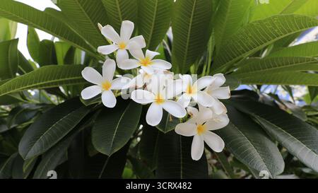 Fiori bianchi di Frangipani, noti anche con il loro nome botanico Plumeria. Foto Stock