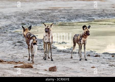 branco di cani selvatici africani (Lycaon pictus) a caccia, Savuti, Chobe National Park, Botswana Africa Foto Stock