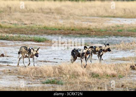 branco di cani selvatici africani (Lycaon pictus) a caccia, Savuti, Chobe National Park, Botswana Africa Foto Stock