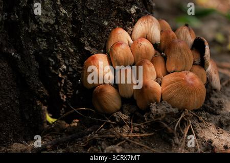 Un gruppo di funghi selvatici cresce a stretto contatto sul fondo della foresta, con i loro cappucci testurizzati che creano un motivo naturale. Foto Stock