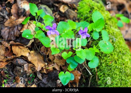 A Dog Violet or Wood Violet, Yorkshire, Inghilterra, Regno Unito Foto Stock