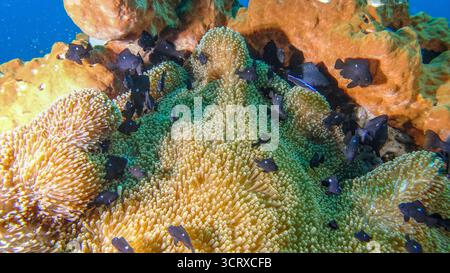 Scuola di dascyllus a tre punti (Dascyllus trimaculatus) su un grande anemone Foto Stock