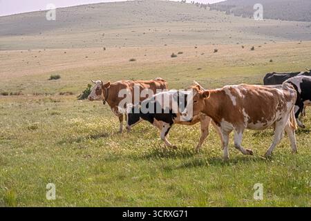 Molte mucche ruminanti nel prato verde. Mucche che pascolano pacificamente in un pascolo verde con dolci colline sullo sfondo. Konya, Turchia. Foto Stock